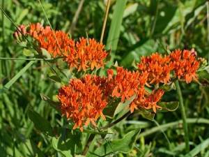 butterfly-weed