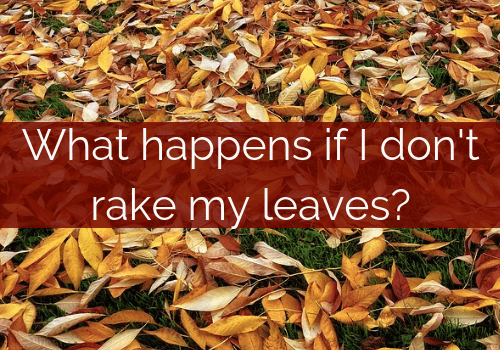 What Happens If I Don’t Rake My Leaves?