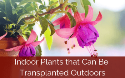 Indoor Plants That Can Be Transplanted Outdoors