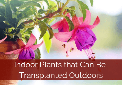 Indoor Plants to transplant