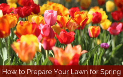 How To Prepare Your Lawn For Spring