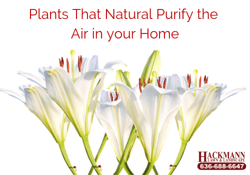 plants that purify air
